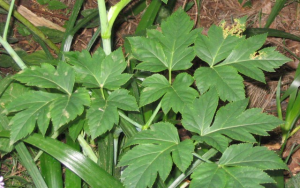 Angelica_keiskei_leaves.png