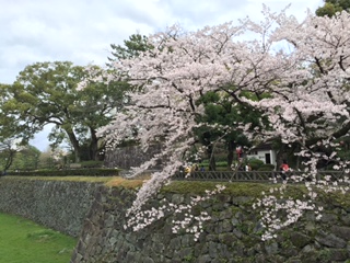sakurararaakakkaka.JPG