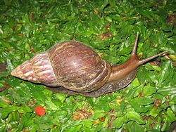 250px-Snail_in_Ubud,_Bali,_2010_(1).jpg